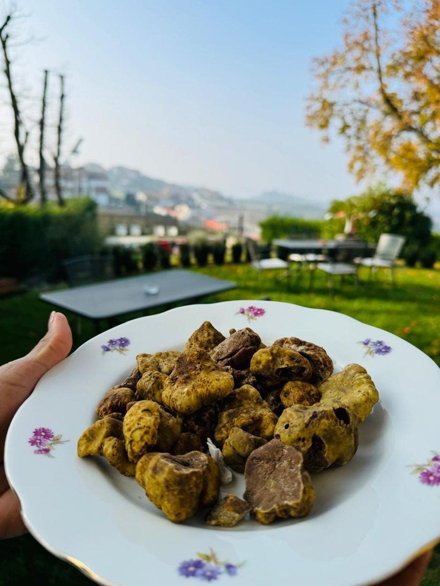 Trufas brancas recém-colhidas em um prato, jardim no Piemonte